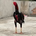 @doras_birds__ - Instagram