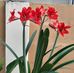 Dora Bishop - Facebook