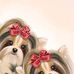 Biewer Terrier - Facebook