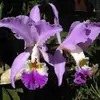 Dora Blanco - @dora.blanco70 - TikTok