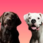 Bless & Soul - @bless.labradora - Instagram