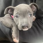 𝔻𝕠𝕣𝕒 💙 𝕃𝕖𝕚𝕘𝕙 🐾 - @dora.blue.cleft.staffie - Instagram