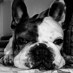 Dora Blue - @dora_bull._ - Instagram