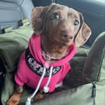 Dora Blue - @dora.thehalfpinthound - Instagram
