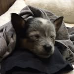 Dora Blue - @missdorablue - Instagram