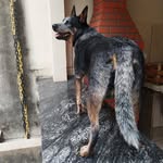 Dora Blue Heeler - @dora_blueheeler - Instagram