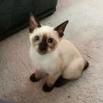 Dora Blue Lollipop - @dora_mekong_bobtail - Instagram