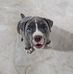 Dora the Blue Bully  - Facebook