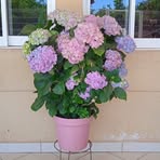 Dora Borquez - Facebook