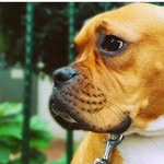 Dora Boxer 🐶 - @doraboxer - Instagram