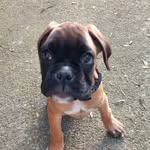 Dora - @dora_boxer2022 - Instagram