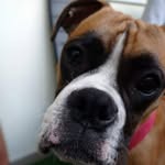 Dora - @dora_boxerka - Instagram