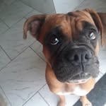 Pandora_boxer - @dora_boxer_ - Instagram
