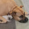 Brandy&Dora - @brandy.dora - TikTok