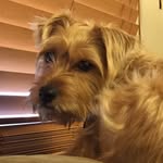 Aurora Dora Branham - @aurora_the_cute_dog - Instagram