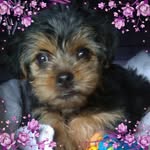 Dorothy Brinson - @dottyb31558 - Instagram