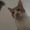 Adorabrooke - @adorabrooke - TikTok
