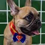 @bruce_dora.bulldogs - Instagram