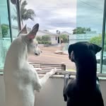 Dora & Bruce 🐾 - @dorinhaebruce - Instagram