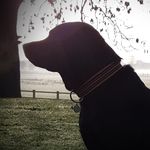 Bruno and Dora - @brunoanddora - Instagram