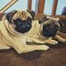 Dora &amp; Bruno - Facebook