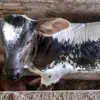 cruz - @doraburgos1235 - TikTok