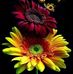 Dora Cadena - Facebook
