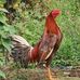 Gallos Toro - Facebook