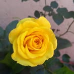 Dora Camarillo - Facebook