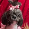 Dora Cantu815 - @doracanttu - TikTok