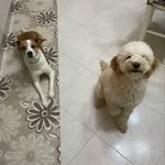 Dora Carbone - @dora_carbone - Instagram