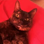Dora carey - @dora_model_cat - Instagram