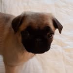 Dora - @dora_la_carlina - Instagram
