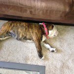 Dora Carpenter - @dora_the_dog_explorer - Instagram