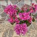 Dora Cartagena - Facebook