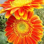 Dora Casas - @doracasas2000 - Instagram