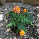 Doreen Coffman Hiatt - @coffmanhiatt - Instagram