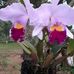 Dora Cowan - Facebook