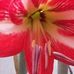 Dora Cowan - Facebook