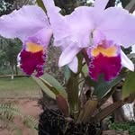 Dora Cowan - @dora.cowan.1 - Instagram