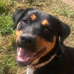 Ada Dora Dawson - @adaminirottweiler - Instagram