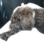 Dora Dawson - @adogcalleddora - Instagram