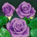 Dora Dominguez - Facebook