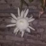 Dora Doyle - @nieve68155025 - Instagram