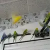 Dora Escalera - @dora.escalera7 - TikTok