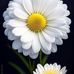 Dora Visan - Facebook