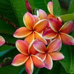 Teria Farrington - Facebook