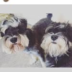 Finley and Dora - @finley_dora_mini_schnauzers - Instagram