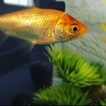 Dora 🐙 - @_dora_fish_ - Instagram