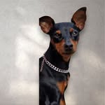 Dora Fish - @dorafish31 - Instagram